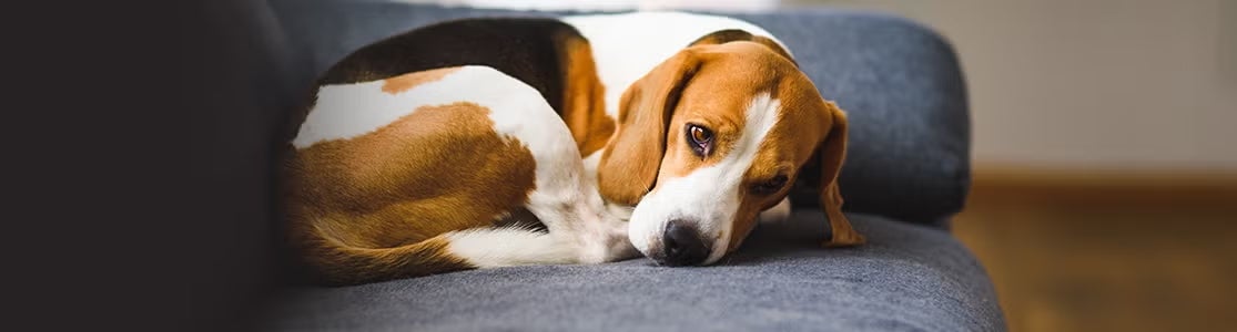 Identifica los signos de envenenamiento en perros
