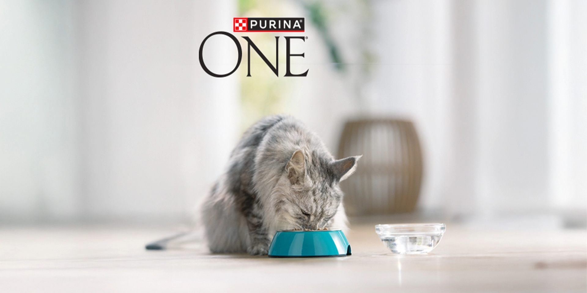 Los cuidados y la nutrición de un gato curioso son importantes para su bienestar. Michi comiendo su alimento de PURINA ONE®.