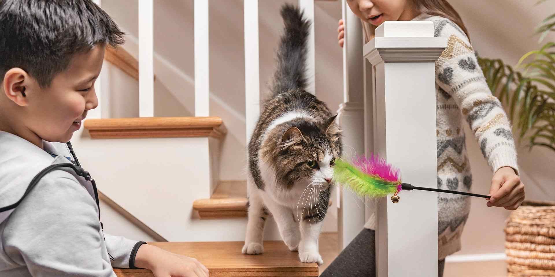 Un gato curioso requiere estimulación mental y ¿qué mejor que hacerlo desde casa? Niños jugando con su michi.