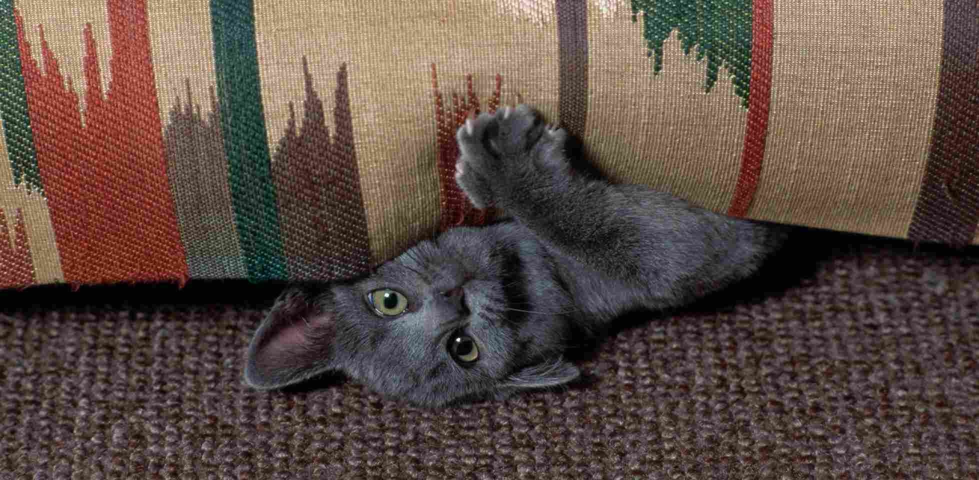 Gato curioso: cuidados básicos PURINA® para su bienestar