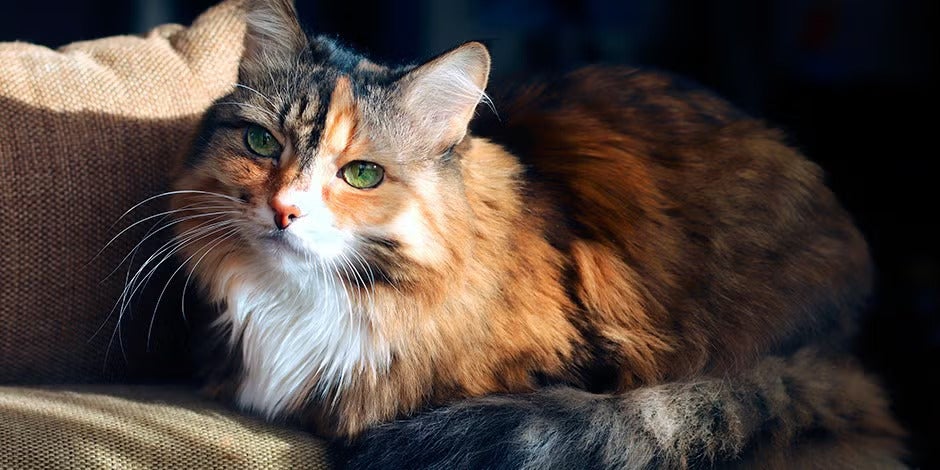 El bienestar de un gato senior requiere de múltiples factores, cúmplelos a cabalidad. Michi calicó sentada.