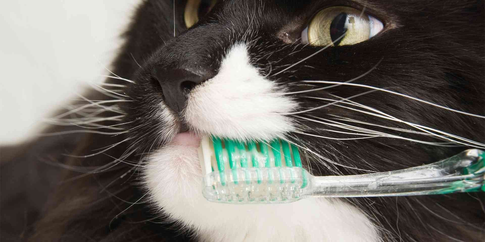 Limpieza bucal de un gato senior.
