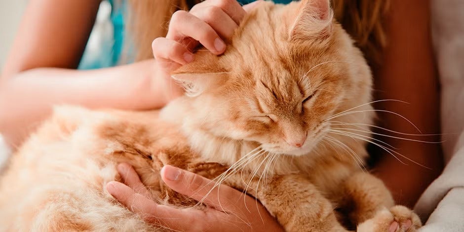 Gato senior siendo consentido por tutor.