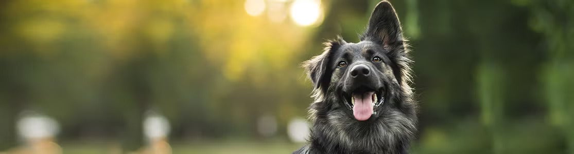 Lo que debes saber y aplicar para tener un perro feliz en casa