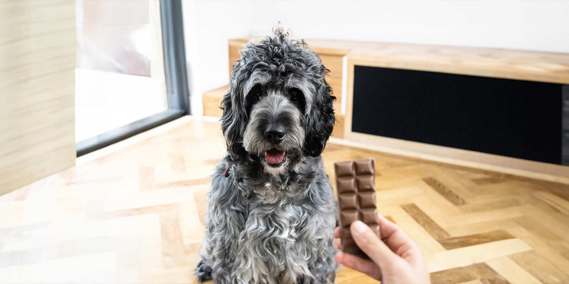 ¿Es buena idea? Conoce lo que pasa si un perro come chocolate