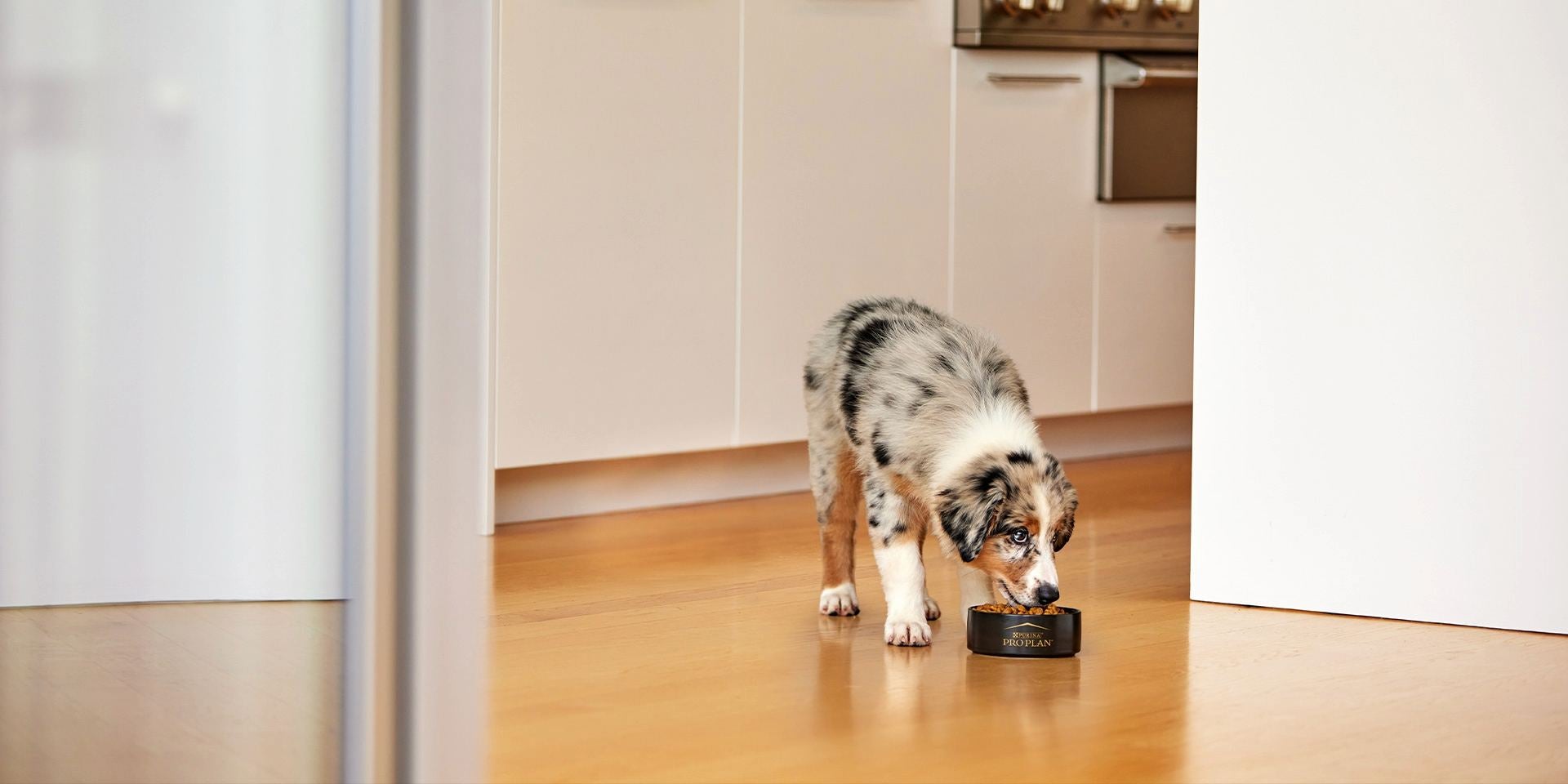 Conoce los beneficios del alimento gastrointestinal para perros