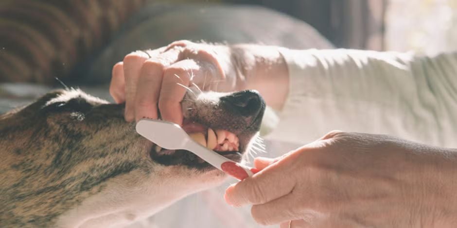 El alimento para perros viejos con pocos dientes y el cepillado dental canino cuidarán su boca.