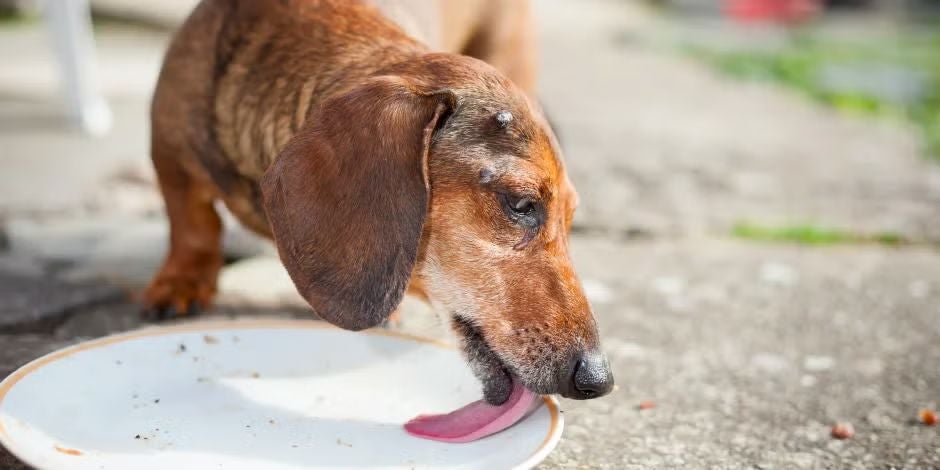 Alimento para perros viejos con pocos dientes: opciones