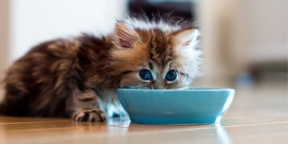 Alimento premium para gatos. Gatito bebé comiendo de su plato.