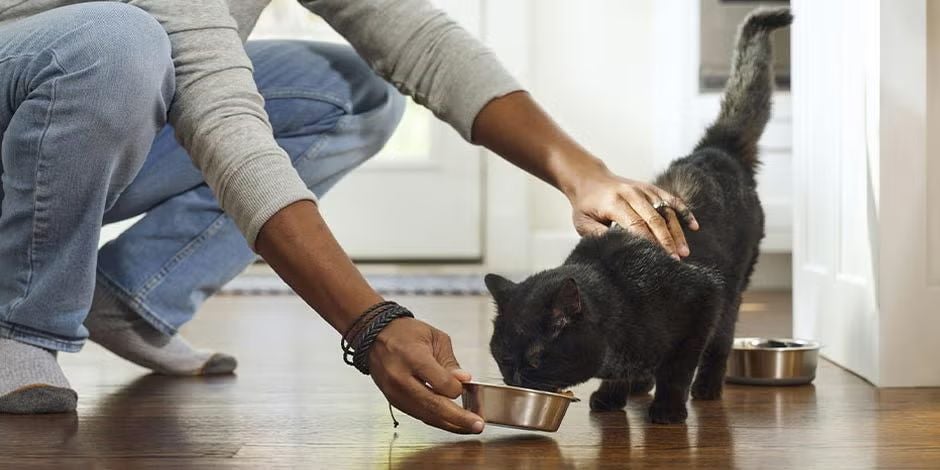 Alimento premium para gatos según sus necesidades