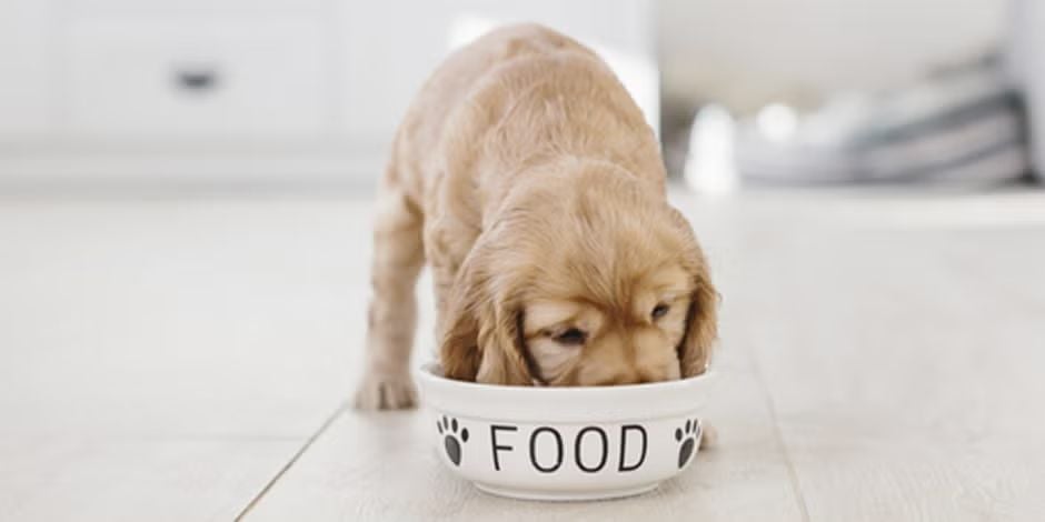 Alimento premium para perros según su etapa