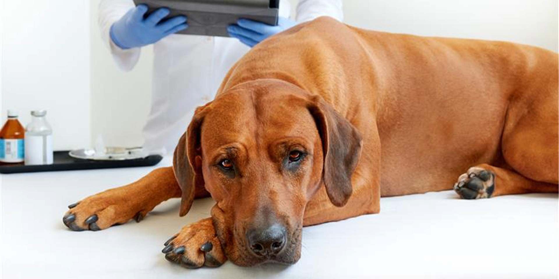 Alimentos prohibidos para perros: Conócelos y cuida a tu mascota