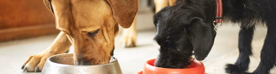 Dieta blanda para perros: alimentos y recomendaciones