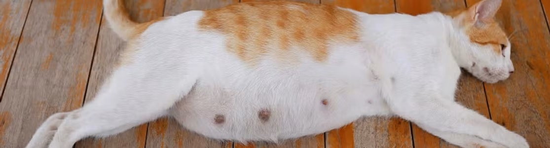 Alimentación de una gata embarazada en cada etapa