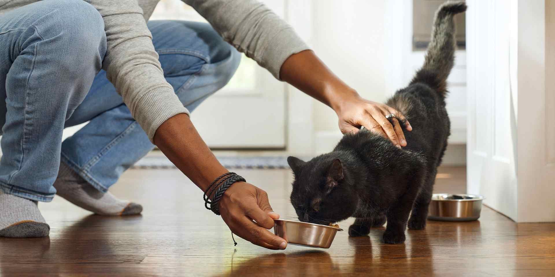 Gato con diabetes: descubre el alimento para tratar su condición