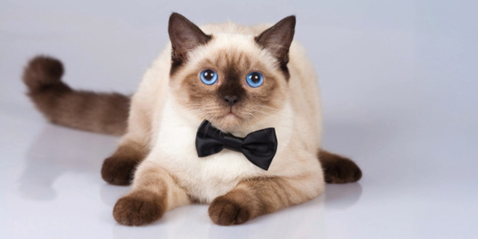 Un gato siamés como el de la imagen es más propenso a que se vuelva diabético. Michi con corbatín, acostado.