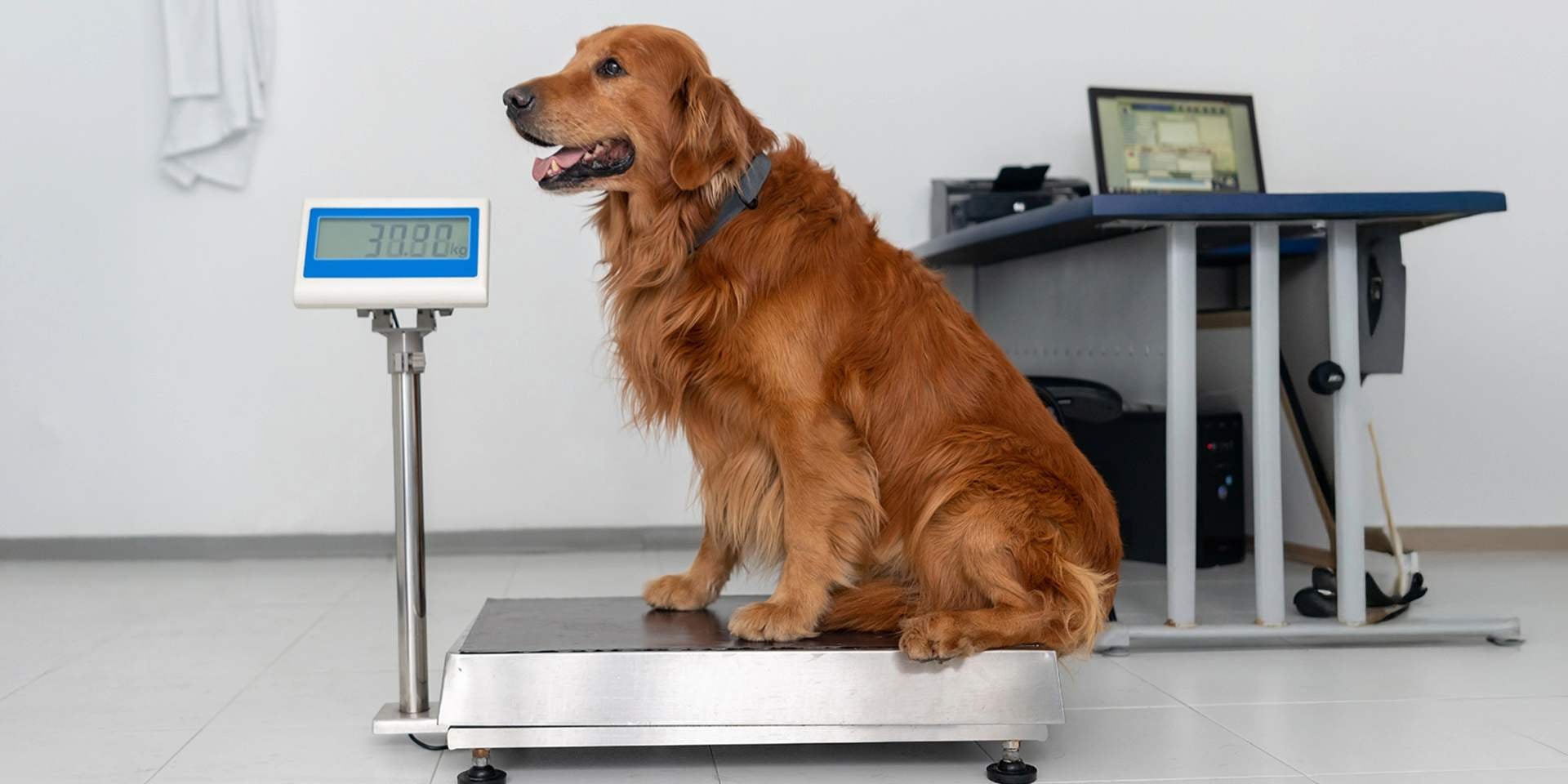 Un perro esterilizado puede subir de peso, mantenlo controlado constantemente. Retriever sobre báscula.