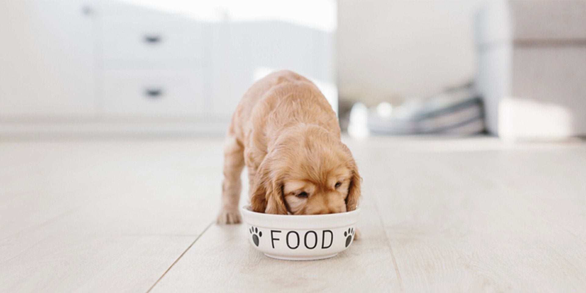 Conoce la tabla de porciones de alimentos para perros cachorros