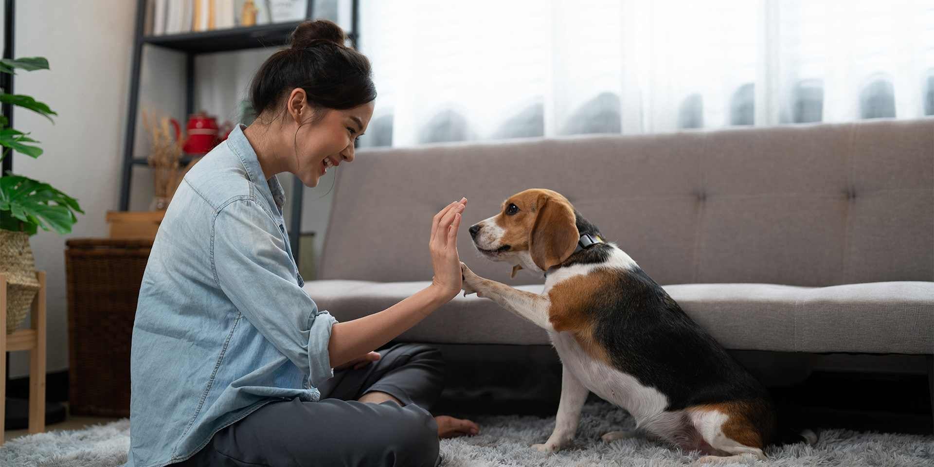 Esta tutora está utilizando premios para perros para adiestrar a su mascota.