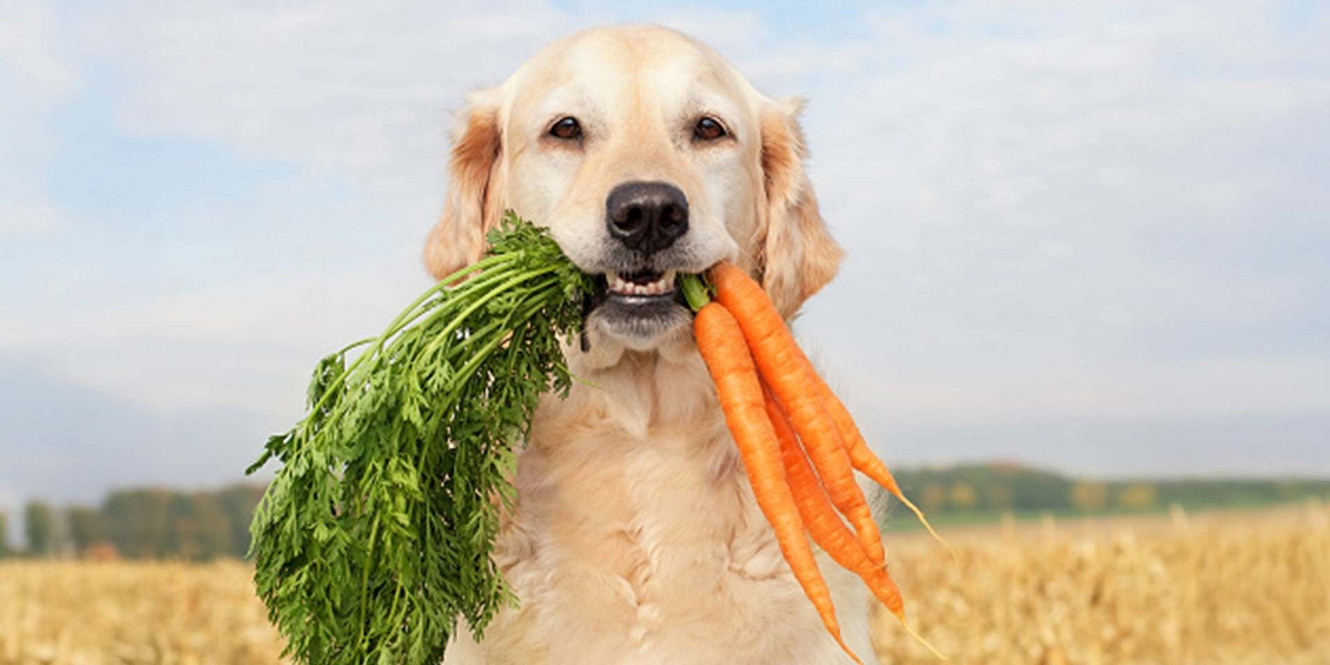 Verduras como la zanahoria pueden ser usadas como premios para perros. Golden con este ingrediente en la boca.