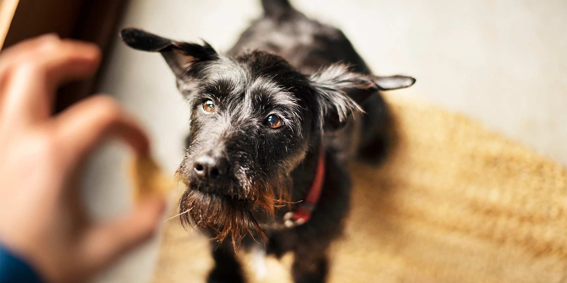 Los premios para perros tienen muchos beneficios. Este tutor está reforzando el vínculo con su mascota a través de un snack. 