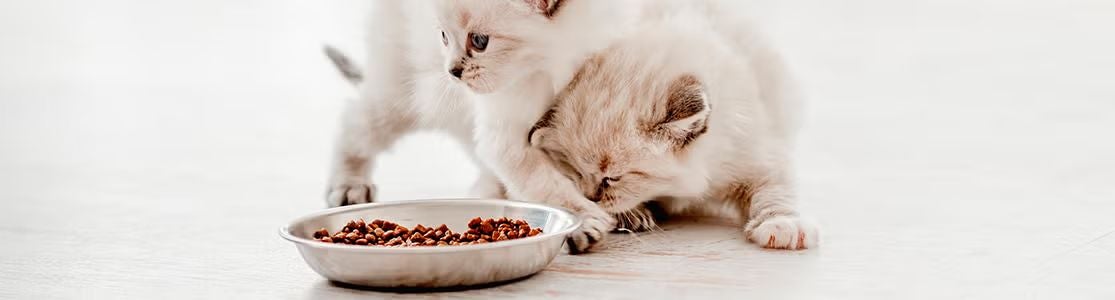 Dos gatitos de pelaje claro junto a un plato metálico con alimento seco.