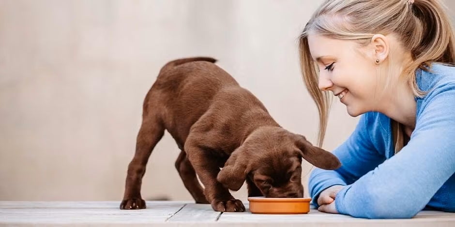 Asegúrate de darle lo que debe comer un cachorro a tu mascota. Mujer junto a un cachorro de labrador.