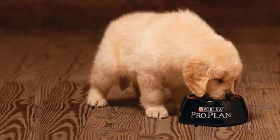 Cachorro de retriever junto a un empaque de PRO PLAN® para su alimentación.