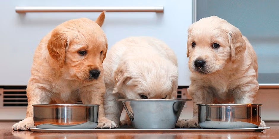 Conoce qué debe comer un cachorro y cuida su bienestar. Tres cachorros de retriever comiendo de sus platos.