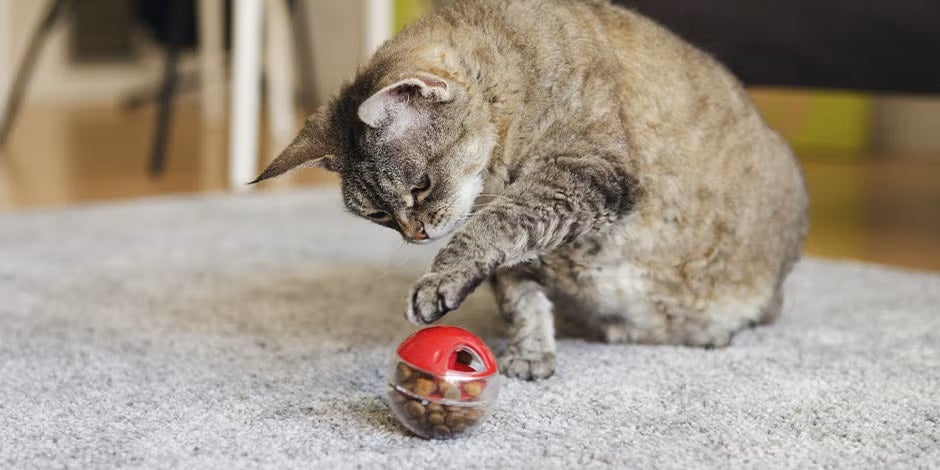 Estimula a tu mascota con un juguete con snacks para gatos dentro, como el de la imagen. Michi jugando.