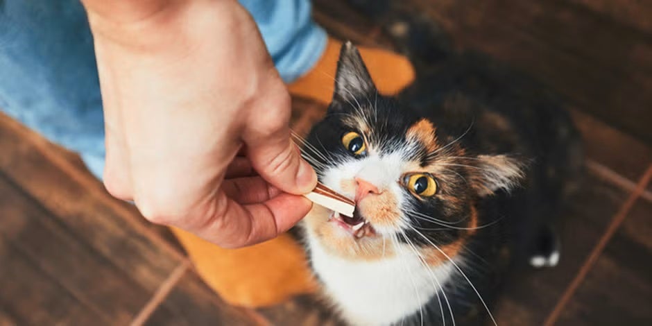 Los snacks para gatos, bien usados, pueden aportarles algunos beneficios. Gatito recibiendo un premio. 