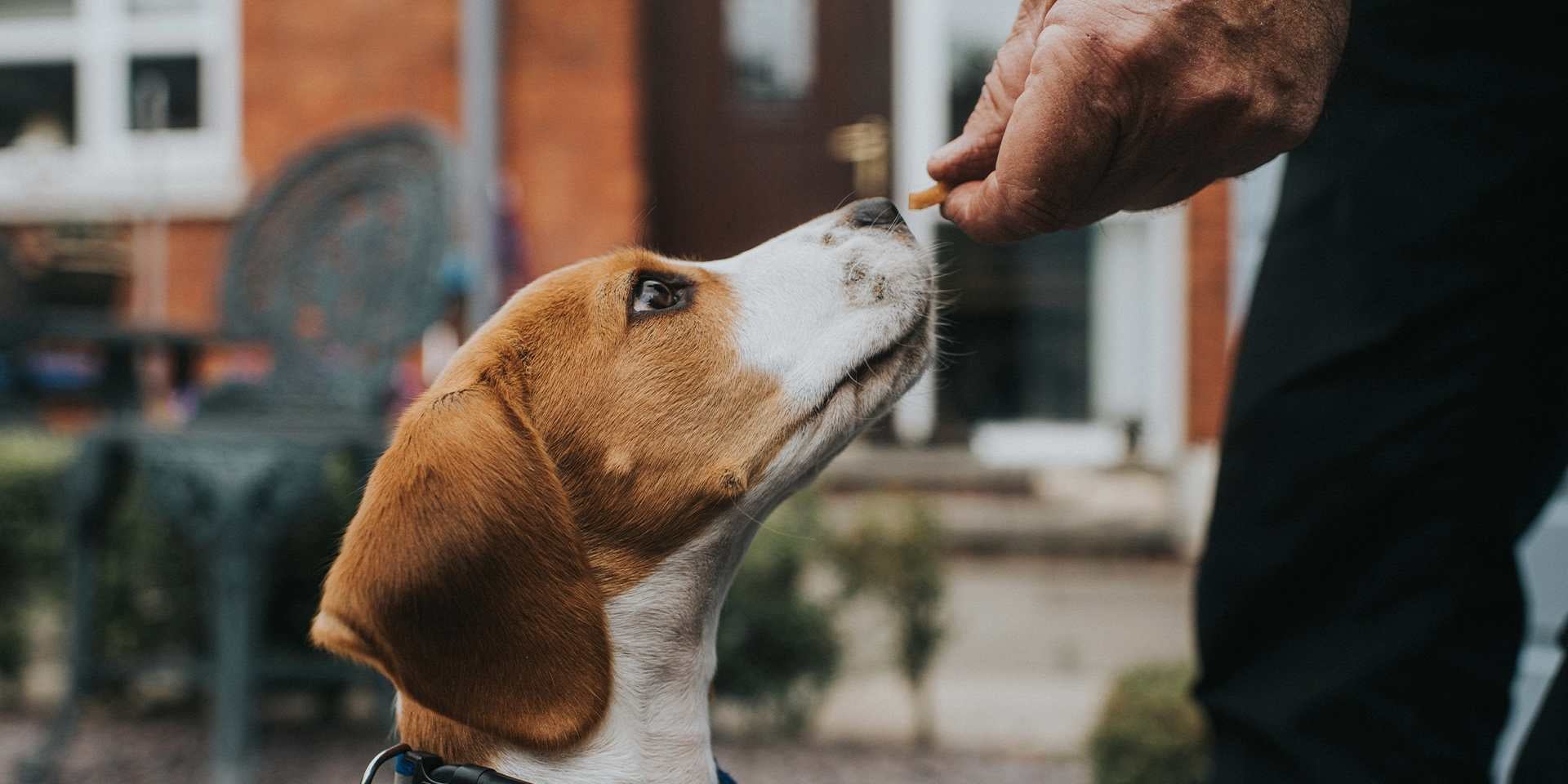Beagle recibiendo algunos snacks para perros.