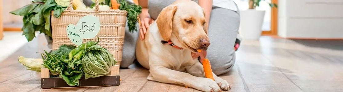Conoce si realmente existe un alimento holístico para perros y sus diferencias con el tradicional. 