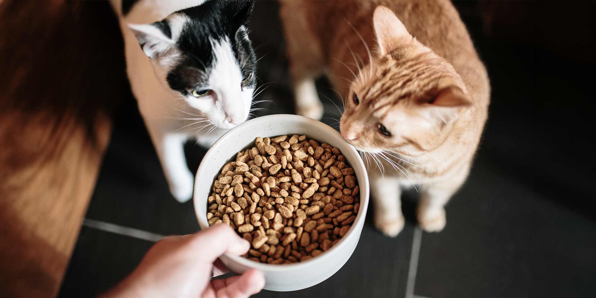 Conoce más sobre las croquetas para gato esterilizado y cuida la nutrición de tu michi.
