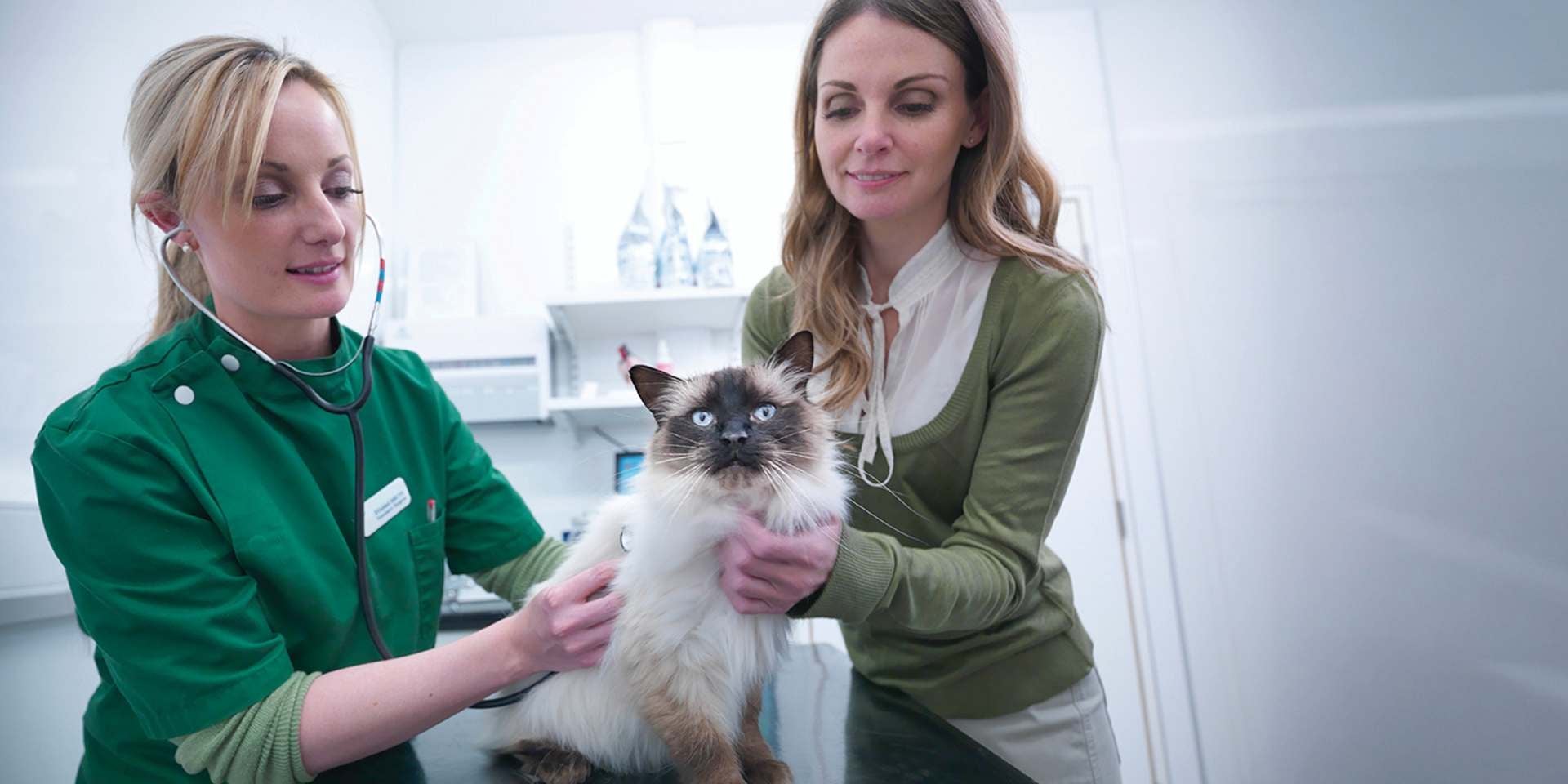 Fibra para gatos: beneficios y cuándo incluirla en la dieta felina