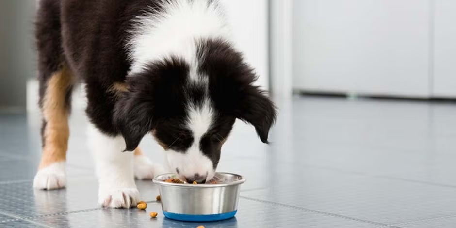 Perro comiendo una fórmula elegida según su talla y etapa de vida.