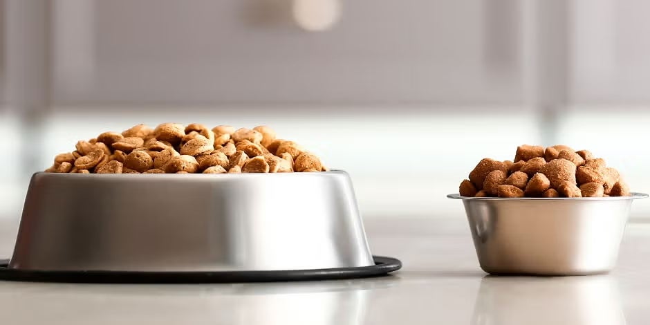 Mejor alimento para perros: claves para elegir correctamente