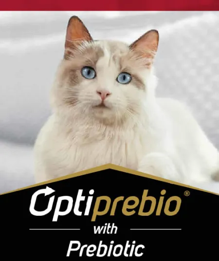 adulto_gato_pro_plan.jpg.webp?itok=UB2GFG2M