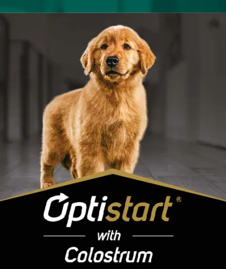 optistart_perros_pro_plan.jpg.webp?itok=7TBCdzrL