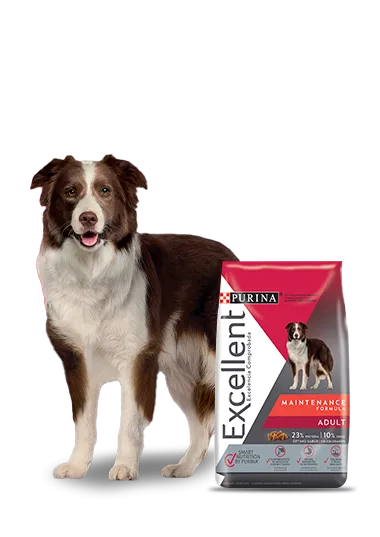 maintenance_adulto_excellent.png.webp?itok=bgvTK8rx