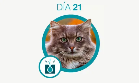 One-Cambios-dia-21_0.png.webp?itok=dqSWslQZ