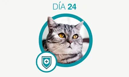 One-Cambios-dia-24_0.png.webp?itok=KF8Fi2Jw