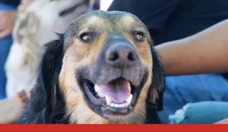 Purina-ayudar-juntos-1.jpg.webp?itok=jPjaSI1G Purina-ayudar-juntos-1.jpg.webp?itok=jPjaSI1G
