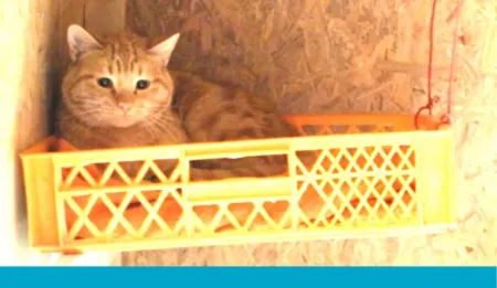Purina-ayudar-juntos-150Toneladas%283%29.jpg.webp?itok=C7hmLEmu Purina-ayudar-juntos-150Toneladas%283%29.jpg.webp?itok=C7hmLEmu