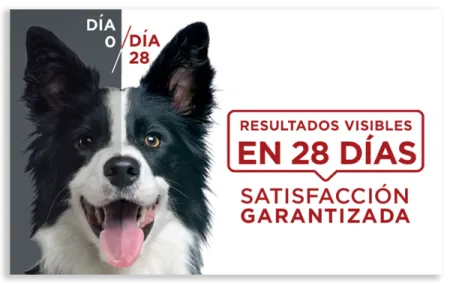 purina-one-resultados-28-dias-perros.png.webp?itok=Y5yVmtcy