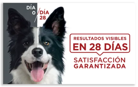 purina-one-resultados-28-dias-perros.png.webp?itok=v3e5PP3M