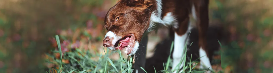 Purina-por-que-los-perros-comen-pasto-banner-desktop.png