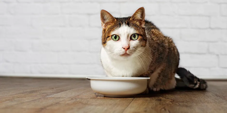 purina-alimento-para-gatos-como-mejorar-su-digestion.jpg