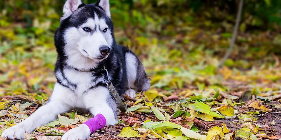 Cojines de las patas de los perros hot sale