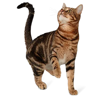 Purina Tidy Cats® Gato_1.png